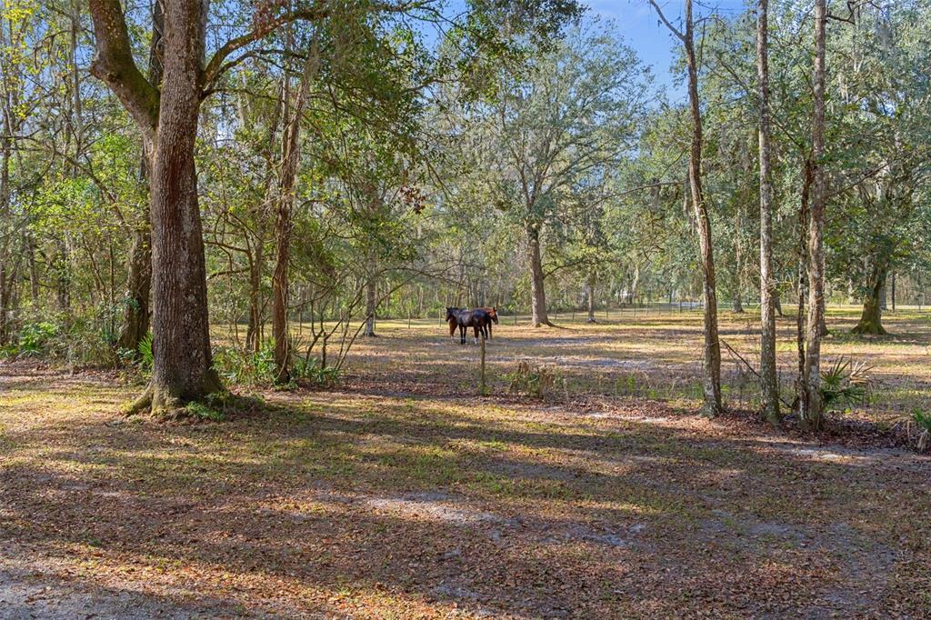 5248 NEFF LAKE ROAD gallery image #87